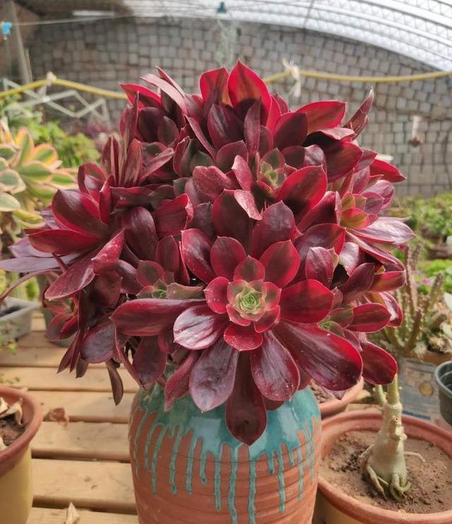 多肉法师的“日常养护”,做好这些事,不黑腐化水,个个霸气十足