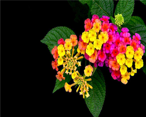 盆栽五色梅如何养?教你3个养护五色梅的小妙招,花开旺盛还美观