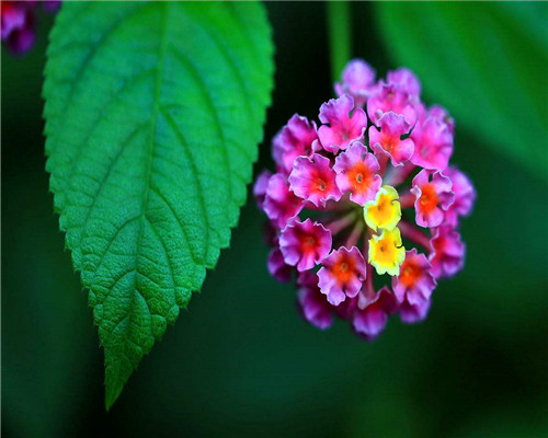 盆栽五色梅如何养?教你3个养护五色梅的小妙招,花开旺盛还美观