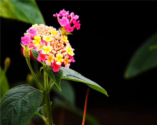 盆栽五色梅如何养?教你3个养护五色梅的小妙招,花开旺盛还美观