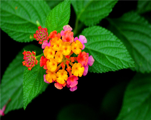 盆栽五色梅如何养?教你3个养护五色梅的小妙招,花开旺盛还美观