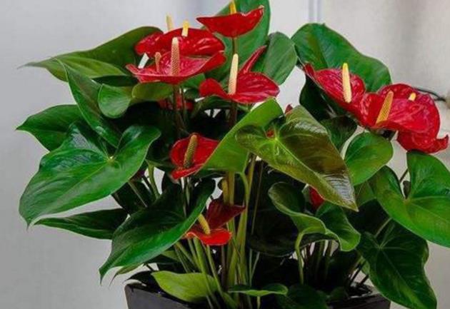 红掌根部的小叶子需要剪掉吗?怎么养护?