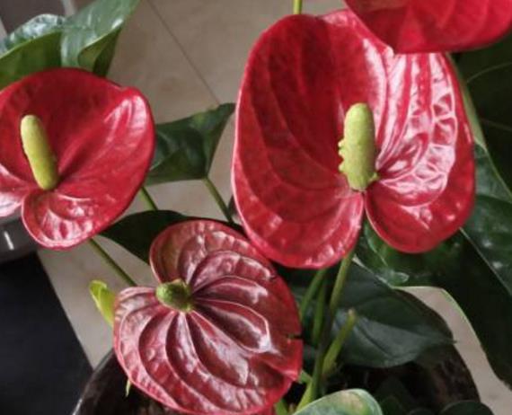 红掌根部的小叶子需要剪掉吗?怎么养护?