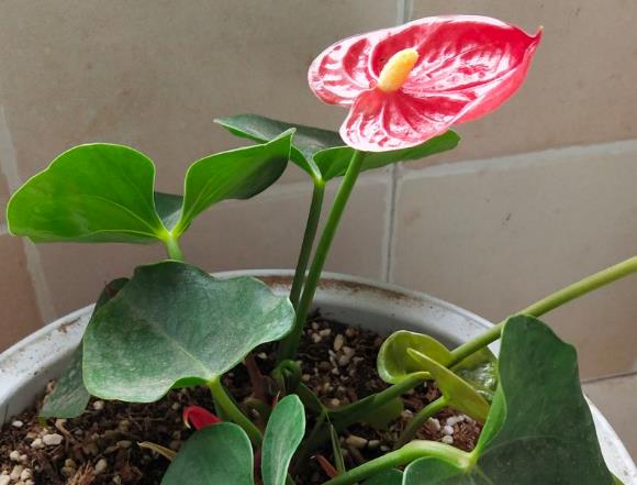 红掌根部的小叶子需要剪掉吗?怎么养护?