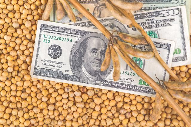 好消息!国库收大豆2.1元!今年种大豆如何?秋后能涨到多少钱?