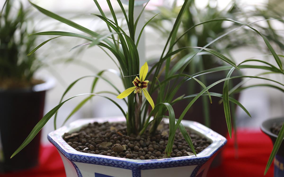 这样养护兰花,才能开花不断,满足这四个爱好