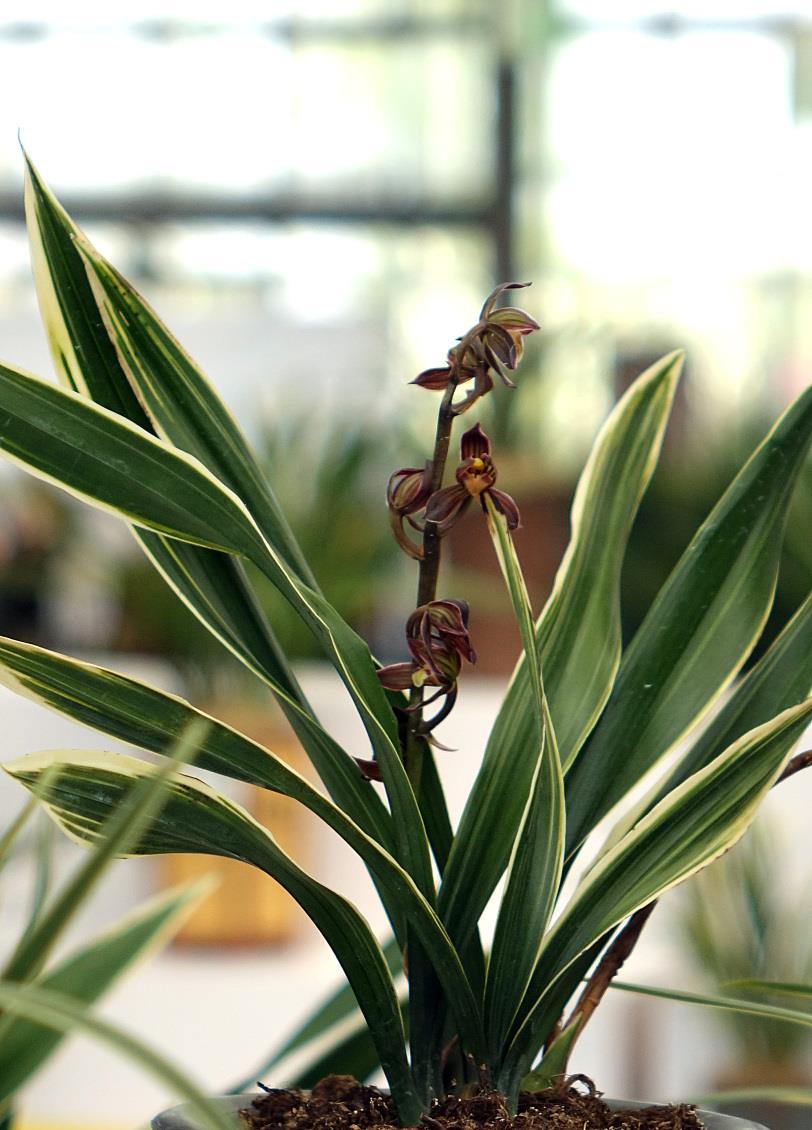 这样养护兰花,才能开花不断,满足这四个爱好