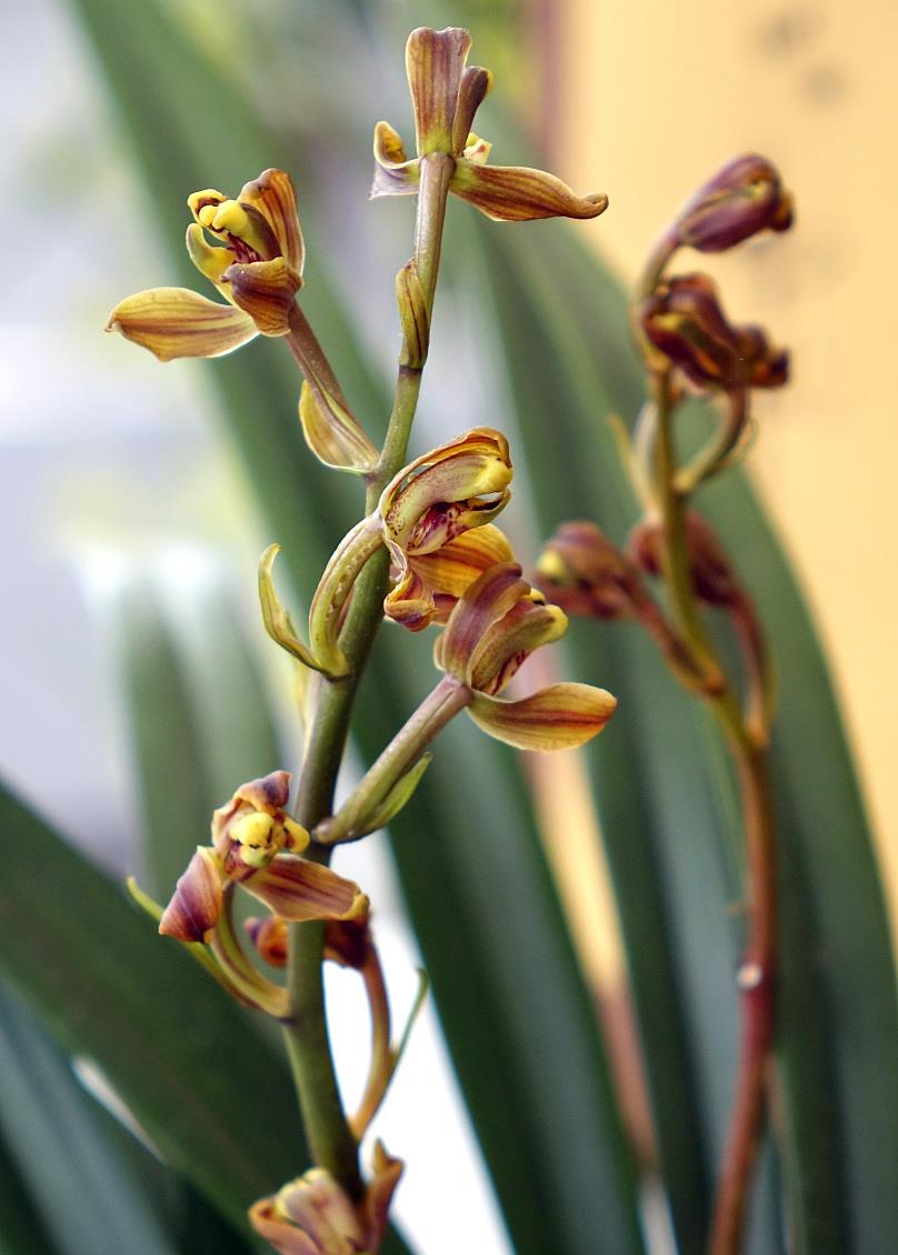 这样养护兰花,才能开花不断,满足这四个爱好