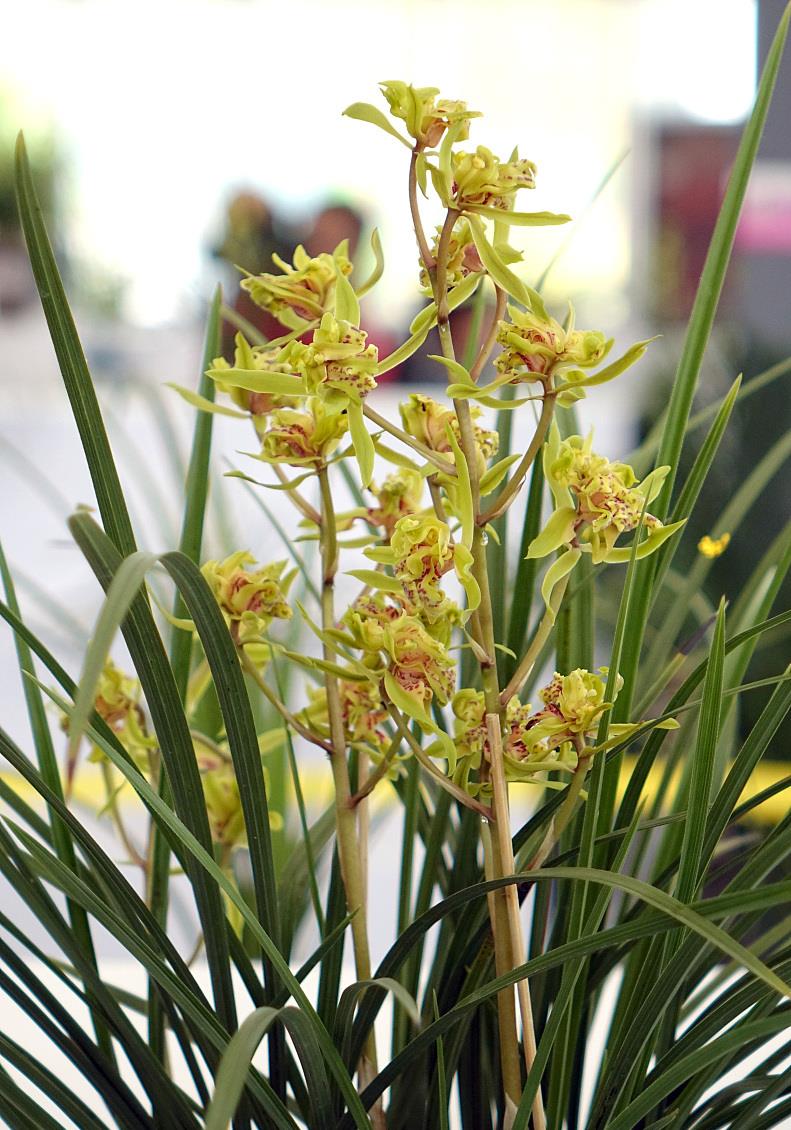 这样养护兰花,才能开花不断,满足这四个爱好