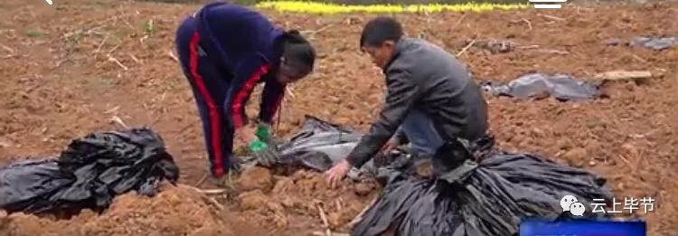 把时间抢回来 把损失补回来 | 发展高效农业产业  助力群众增收脱贫