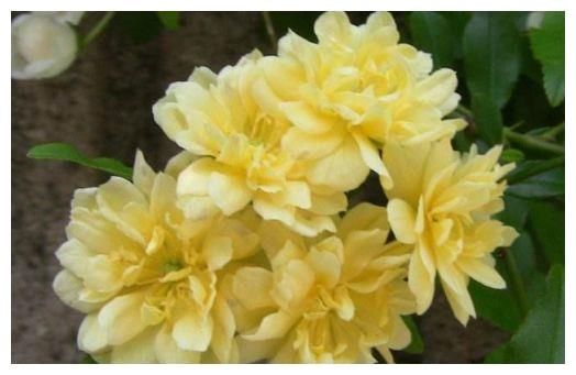 现在就养“5种花”,好养易爆盆,养护简单又漂亮,大家都抢着买