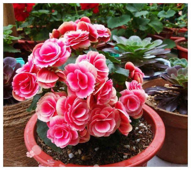 现在就养“5种花”,好养易爆盆,养护简单又漂亮,大家都抢着买