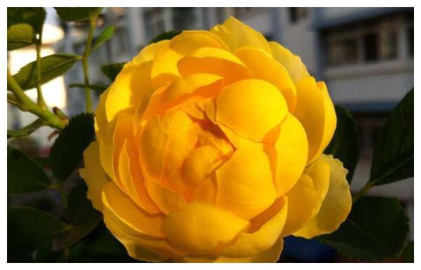 现在就养“5种花”,好养易爆盆,养护简单又漂亮,大家都抢着买