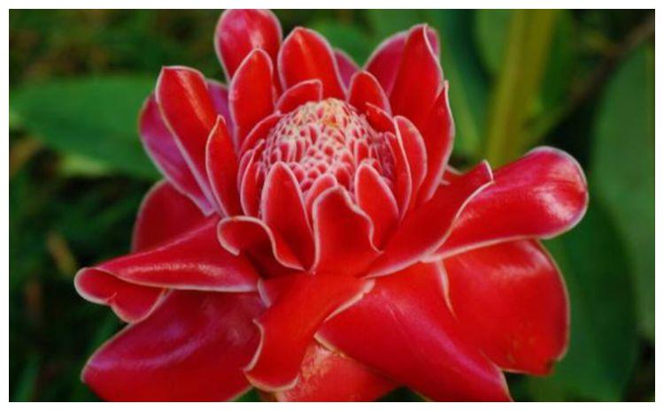 现在就养“5种花”,好养易爆盆,养护简单又漂亮,大家都抢着买