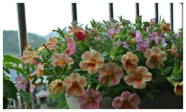 现在就养“5种花”,好养易爆盆,养护简单又漂亮,大家都抢着买