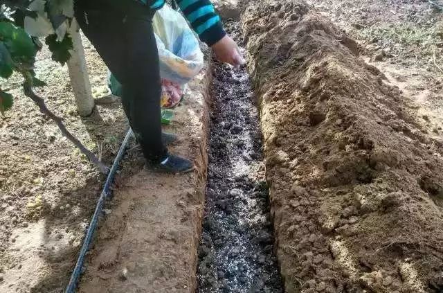 葡萄根系“金贵”,应该如何养护?