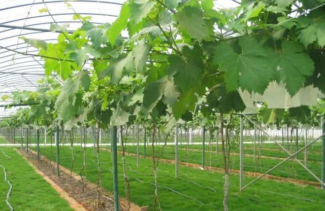 葡萄根系“金贵”,应该如何养护?