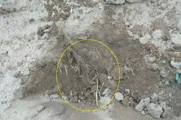 葡萄根系“金贵”,应该如何养护?