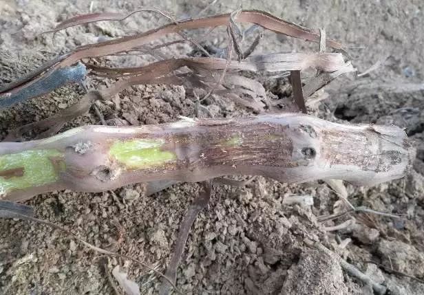 葡萄根系“金贵”,应该如何养护?