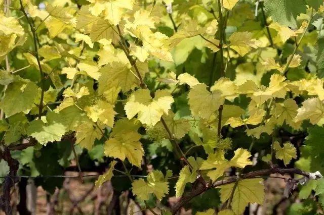 葡萄根系“金贵”,应该如何养护?