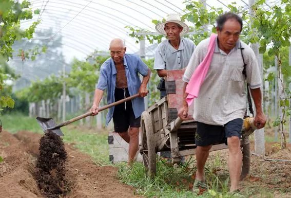 葡萄根系“金贵”,应该如何养护?