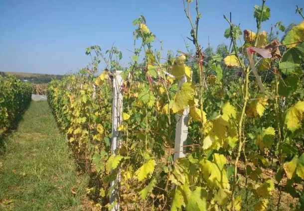 葡萄根系“金贵”,应该如何养护?