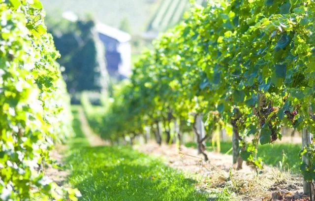 葡萄根系“金贵”,应该如何养护?