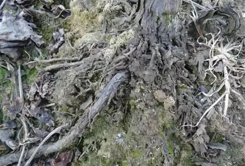 葡萄根系“金贵”,应该如何养护?