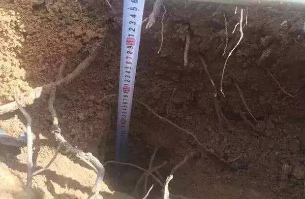 葡萄根系“金贵”,应该如何养护?