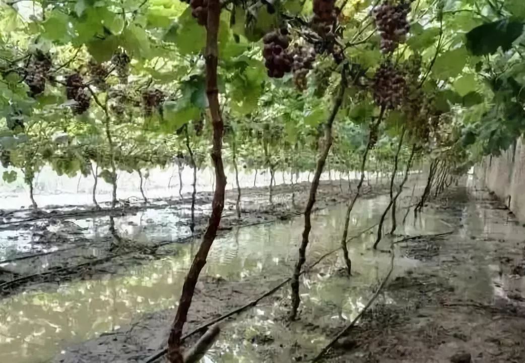 葡萄根系“金贵”,应该如何养护?