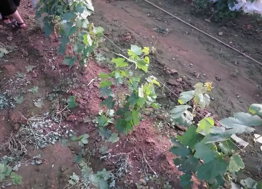 葡萄根系“金贵”,应该如何养护?