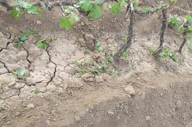 葡萄根系“金贵”,应该如何养护?