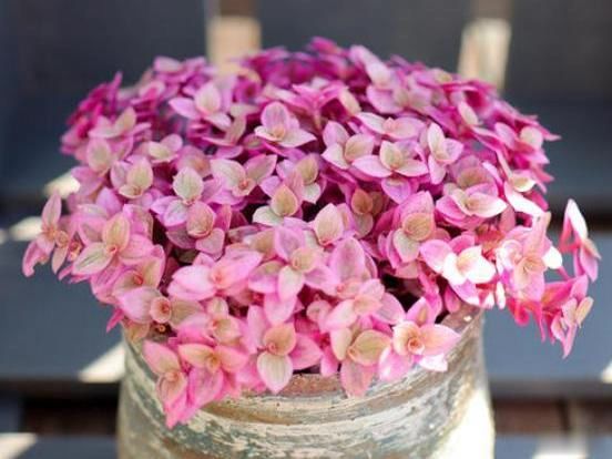 养一盆“胭脂云”,光看叶片就美极了,养护超简单,最适合新手养