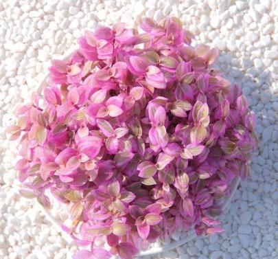 养一盆“胭脂云”,光看叶片就美极了,养护超简单,最适合新手养