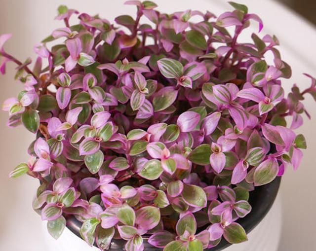 养一盆“胭脂云”,光看叶片就美极了,养护超简单,最适合新手养