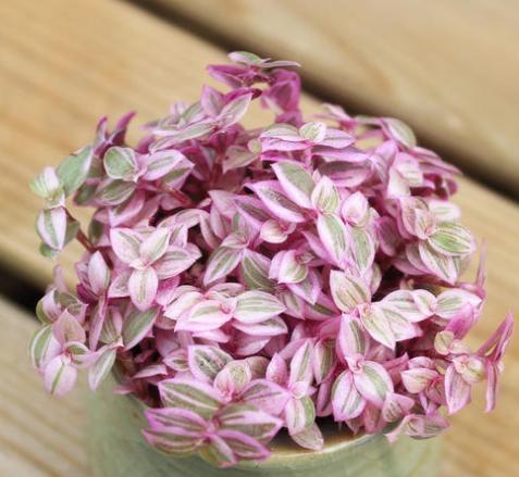 养一盆“胭脂云”,光看叶片就美极了,养护超简单,最适合新手养