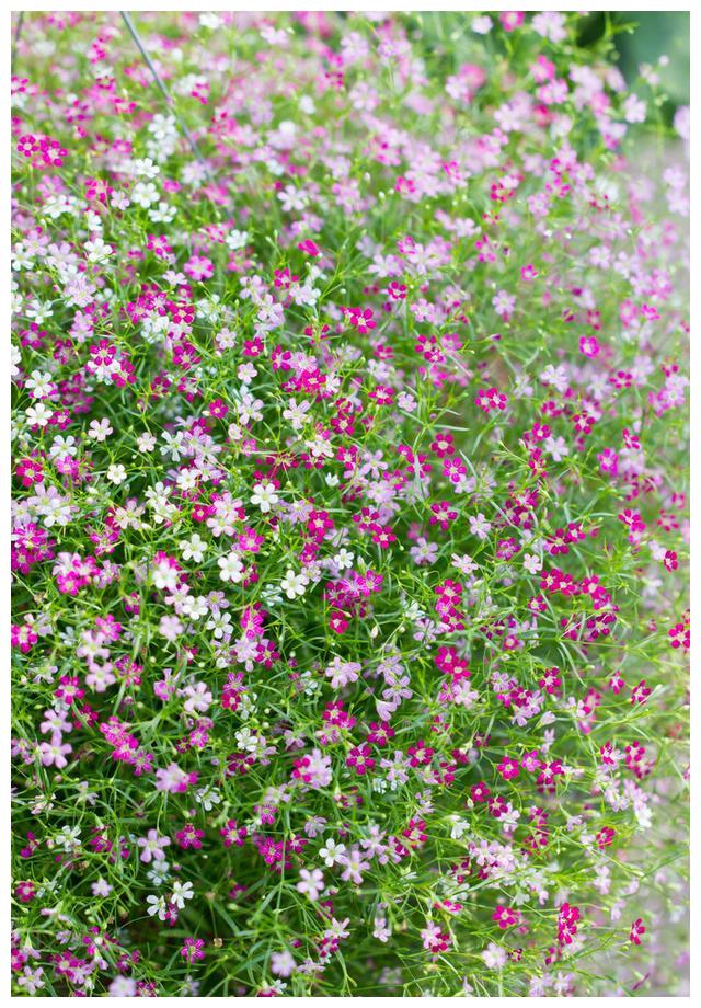 这样养护的“满天星”，小花开放不断，犹如繁星点点，朦胧迷人