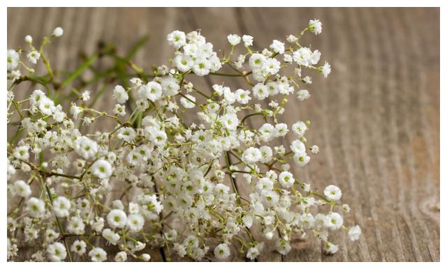 这样养护的“满天星”，小花开放不断，犹如繁星点点，朦胧迷人