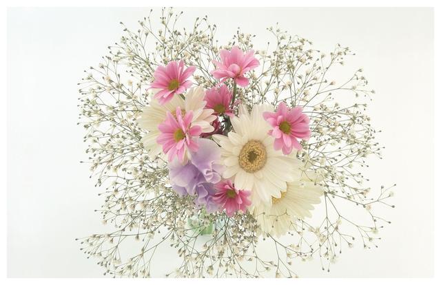 这样养护的“满天星”，小花开放不断，犹如繁星点点，朦胧迷人