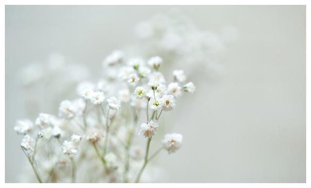 这样养护的“满天星”，小花开放不断，犹如繁星点点，朦胧迷人