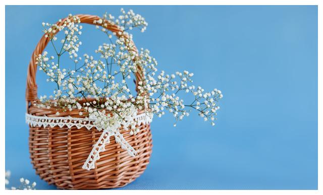 这样养护的“满天星”，小花开放不断，犹如繁星点点，朦胧迷人