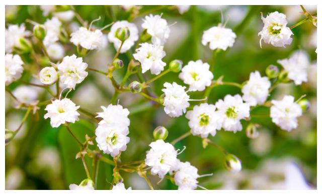 这样养护的“满天星”，小花开放不断，犹如繁星点点，朦胧迷人