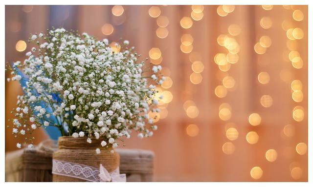 这样养护的“满天星”，小花开放不断，犹如繁星点点，朦胧迷人