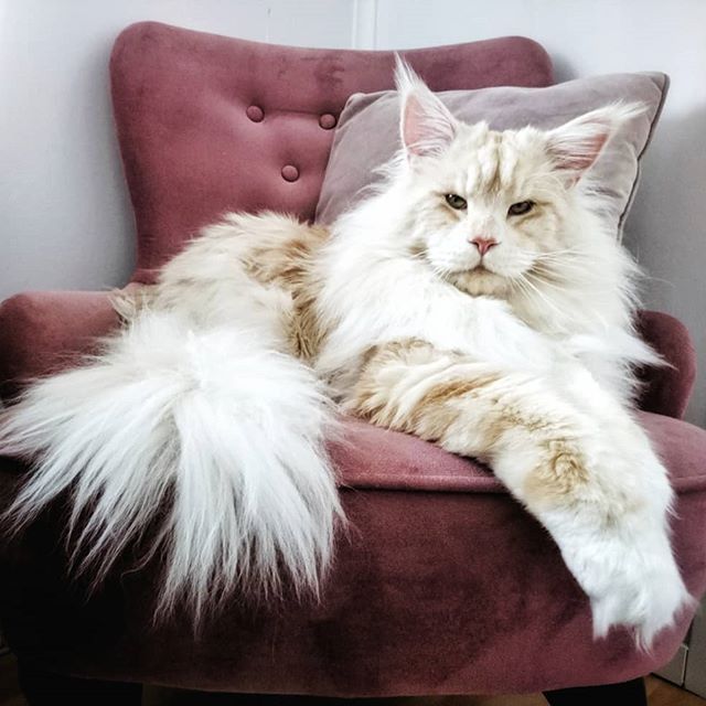 巨型猫咪引来众人围观,体形和主人差不多,当地人称为艺术品