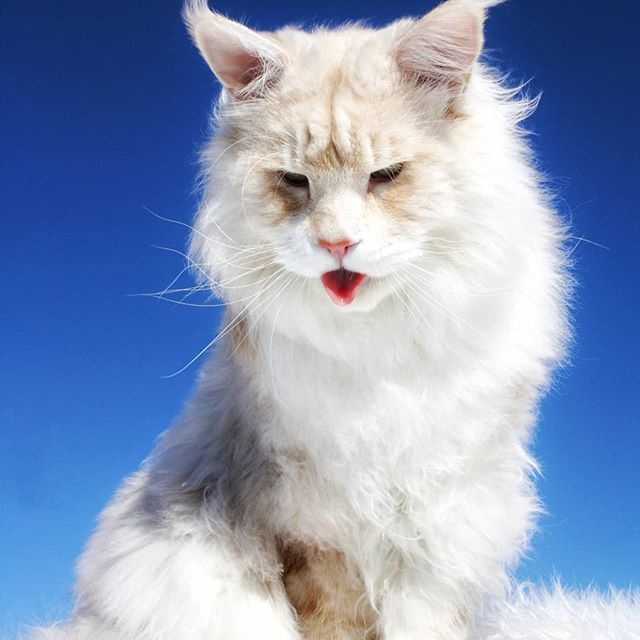 巨型猫咪引来众人围观,体形和主人差不多,当地人称为艺术品