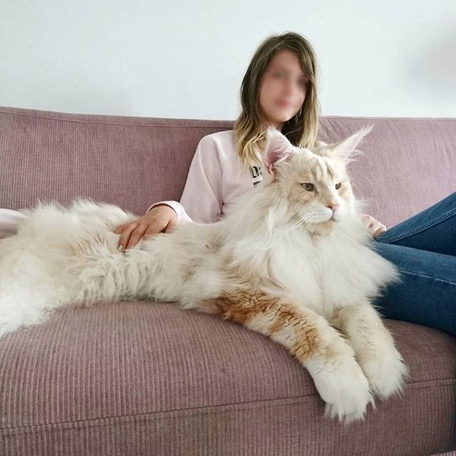 巨型猫咪引来众人围观,体形和主人差不多,当地人称为艺术品