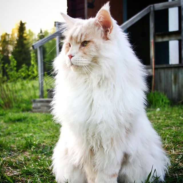 巨型猫咪引来众人围观,体形和主人差不多,当地人称为艺术品