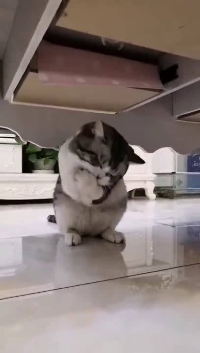 偷吃饼干的小猫咪