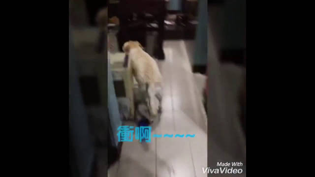 一只爱洗澡的拉布拉多，只要拿毛巾它就会自动走到浴室！