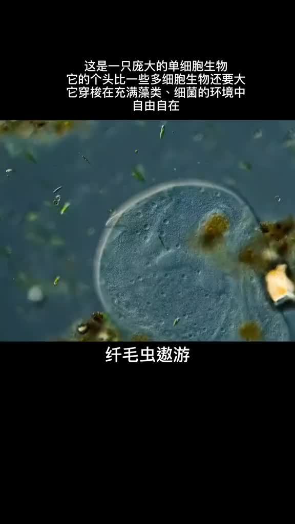 蜂蜜不需要冷藏的原因：如果细菌进入蜂蜜内部……